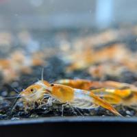 Gambar orange rili udang hias aquascape dari Jual Ikan Hias Batulicin undefined 2 Tokopedia