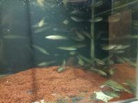 Gambar Paket Reseller Chana Yellow Sentarum 100 Ekor | chana ys cana maru - 3-4 dari My Aquatic Farm undefined 4 Tokopedia