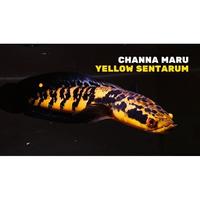 Gambar Paket Reseller Chana Yellow Sentarum 100 Ekor | chana ys cana maru - 3-4 dari My Aquatic Farm undefined 1 Tokopedia