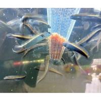 Gambar Paket Reseller Chana Yellow Sentarum 100 Ekor | chana ys cana maru - 3-4 dari My Aquatic Farm undefined 3 Tokopedia