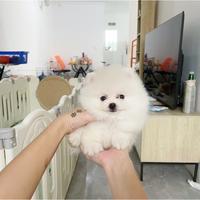 Gambar Jual anjing super minipom pomm dari Woofshop undefined 1 Tokopedia