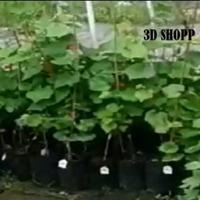 Gambar bibit anggur import jupiter seedless dari BMK GRAPE undefined 2 Tokopedia