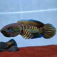 Gambar channa auranti jumbo 25-30  gondrong Grade a dari Rambetta Fish undefined 1 Tokopedia