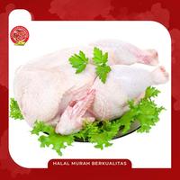 Gambar AYAM BROILER FRESH UKURAN (0.8 SAMPAI 0.9) - UTUHAN PER EKOR dari TOKO DAGING NUSANTARA MENTENG MATRAMAN undefined 2 Tokopedia