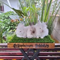 Gambar Kelinci hias Lionhead dari HopHaven Rabbitry undefined 1 Tokopedia