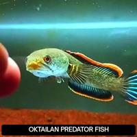 Gambar Channa limbata cb rim tebal cocok untuk pemula dari OKTAILAN PREDATOR undefined 1 Tokopedia