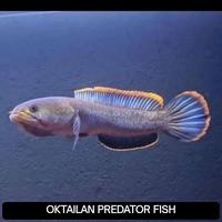 Gambar Channa limbata cb rim tebal cocok untuk pemula dari OKTAILAN PREDATOR undefined 2 Tokopedia