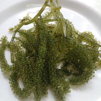 Gambar Anggur Laut / Sea Grapes / Green Caviar dari NyuwunSewu undefined 1 Tokopedia