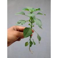 Gambar Tanaman Akar Kucing - Akar Catnip - Tanaman Catnip - Akar Akar Kucing dari fauna careee undefined 1 Tokopedia