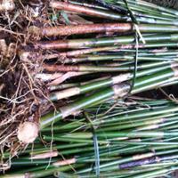 Gambar bibit bonggol bambu ampel hijau siap di tanam dari store galeri bibit undefined 3 Tokopedia