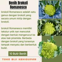 Gambar 10 BUTIR BIJI BENIH TANAMAN BROKOLI ROMANESCO dari Toko Benih kehidupan undefined 1 Tokopedia