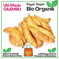 Gambar IBAZA FRUITS BOX Ubi Madu Cilembu Asli Bio Organik 500 Gram Sayur Segar Kekayaan Nutrisi Tinggi Bebas Pestisida & Kimia Ubi Kuning Manis Bukan Kecombrang dari fruitsBOX Buah & Sayur Segar undefined 2 Tokopedia