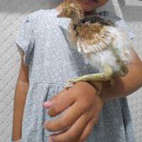 Gambar anakan burung blekok, kuntul coklat Burung aviary, burung sawah dari Zurais pet shop undefined 2 Tokopedia