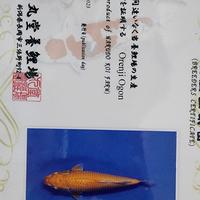 Gambar ORENJI OGON KOI IMPORT MARUDO KOI JUMBO IMPORT KOI OGON IMPORT LANGKA dari Laris Rejekii undefined 3 Tokopedia