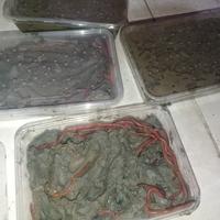 Gambar cacing laut isi 50 - Merah, kecil dari fishing_umpan undefined 2 Tokopedia