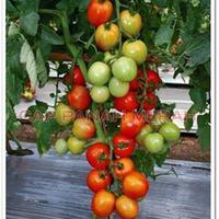 Gambar Benih TOMAT [isi-8] Biji Sayur Hibrida Permata F1 dari You and I garden_NEW undefined 3 Tokopedia