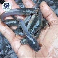 Gambar Bibit Lele Sangkuriang 7-8cm 7 8 cm / Benih Ikan Lele (HARGA GROSIR) dari BON BON AQUARIUM undefined 1 Tokopedia