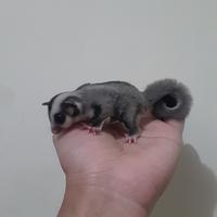 Gambar Sugar Glider Joey Classic Grey Termurah Free Bonding Pouch dari Om_Her Gliders Cikarang undefined 5 Tokopedia