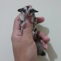 Gambar Sugar Glider Joey Classic Grey Termurah Free Bonding Pouch dari Om_Her Gliders Cikarang undefined 1 Tokopedia