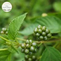 Gambar Akar daun tembelekan asli organik berat 100g untuk obat herbal dari Candra25Herbal undefined 4 Tokopedia