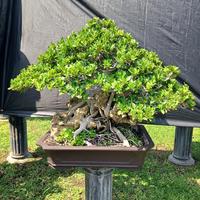 Gambar Tanaman Beringin Elegant 2 dari Central Bonsai Toho undefined 1 Tokopedia