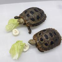 Gambar kura kura Elongata dari GGreptile undefined 1 Tokopedia