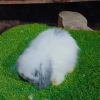 Gambar kelinci fuzzy lop junior dari pace rabbit 2 undefined 3 Tokopedia