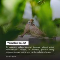 Gambar Burung Perkutut Lokal dari Animal Friends ID undefined 3 Tokopedia