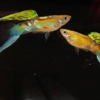 Gambar viena swordtail - paket 50 pasang dari fist Lor'X undefined 1 Tokopedia