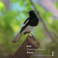 Gambar Burung Kacer Dada Putih dari Animal Friends ID undefined 1 Tokopedia