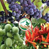 Gambar Pupuk Berbuah Lebat Master Tanaman Buah Paket X Organik POC NPK Buah dari ZPT NATURE_NEW undefined 3 Tokopedia