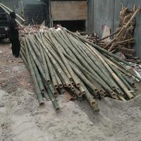 Gambar Jual bambu steger ukuran 8-10cm panjang 6 meter dari UD HIKMAH JAYA undefined 2 Tokopedia