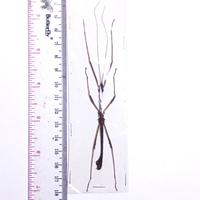 Gambar AWETAN BELALANG RANTING ASLI INDONESIA STICK INSECT SP.02 dari INDONESIA ARTHROPODA undefined 3 Tokopedia