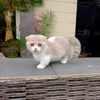 Gambar kucing munchkin gaelic betina 3,5 bulan fawn bicolor dari noe cat house undefined 1 Tokopedia