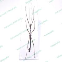 Gambar AWETAN BELALANG RANTING ASLI INDONESIA STICK INSECT SP.02 dari INDONESIA ARTHROPODA undefined 1 Tokopedia
