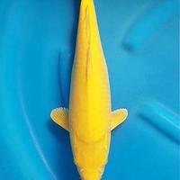 Gambar Ikan koi jenis karasi lemon ukuran 15-20cm dari Gevana koi undefined 1 Tokopedia