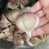 Gambar Bawang putih Kating Karungan 20kg / Bawang Putih Kating Karung 20 kg dari Indo Sembako_NEW undefined 1 Tokopedia