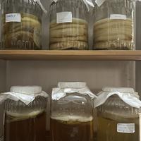 Gambar Bibit SCOBY Kombucha by Tokoibutachi dari Tokoibutachi undefined 1 Tokopedia