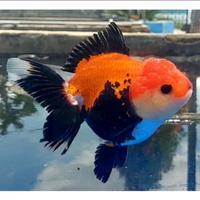 Gambar Ikan Mas Koki Oranda Panda Tricolor - Oranda  Panda - 10-12 CM dari Betta srengseng undefined 3 Tokopedia
