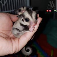 Gambar Sugar Glider Joey Classic Grey 1,5 - 2 Bulan - Jantan dari AmberAxel undefined 3 Tokopedia