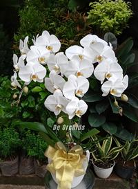 Gambar Anggrek bulan dewasa rangkaian 3 pohon sudah termasuk pot warna putih dari De Orchids undefined 1 Tokopedia