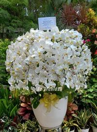 Gambar Rangkaian Anggrek bulan Dewasa rangkaian 30 Pohon Warna Putih dari De Orchids undefined 2 Tokopedia