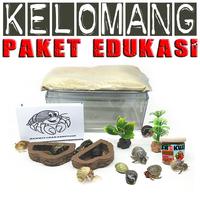Gambar Mainan edukasi anak paket kelomang umang keong kumang keong Medium dari reptilestore.id undefined 1 Tokopedia