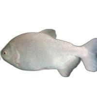 Gambar Bawal Pacu Albino Jumbo 12 Jari dari Hobiku Ikan undefined 2 Tokopedia