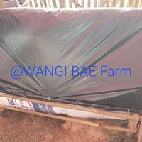 Gambar Bibit Jamur Janggel Jagung (Starter) + Petunjuk Budidaya dari WANGI BAE undefined 4 Tokopedia