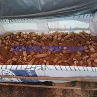 Gambar Bibit Jamur Janggel Jagung (Starter) + Petunjuk Budidaya dari WANGI BAE undefined 3 Tokopedia