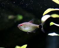 Gambar Ikan Red Eye / Mata Merah / Ikan Hias Aquascape - Tambah Packing dari Kiddies World undefined 2 Tokopedia