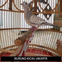 Gambar PERKUTUT SILVER PILIHAN ( SUDAH BUNYI ) dari BURUNG KICAU JAKARTA undefined 2 Tokopedia