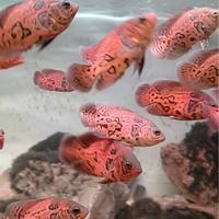 Gambar Leopard Oscar / Black Nemo Real dari predastorefish undefined 3 Tokopedia