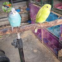 Gambar burung parkit lokal jinak - sepasang dari antosaprudin undefined 1 Tokopedia